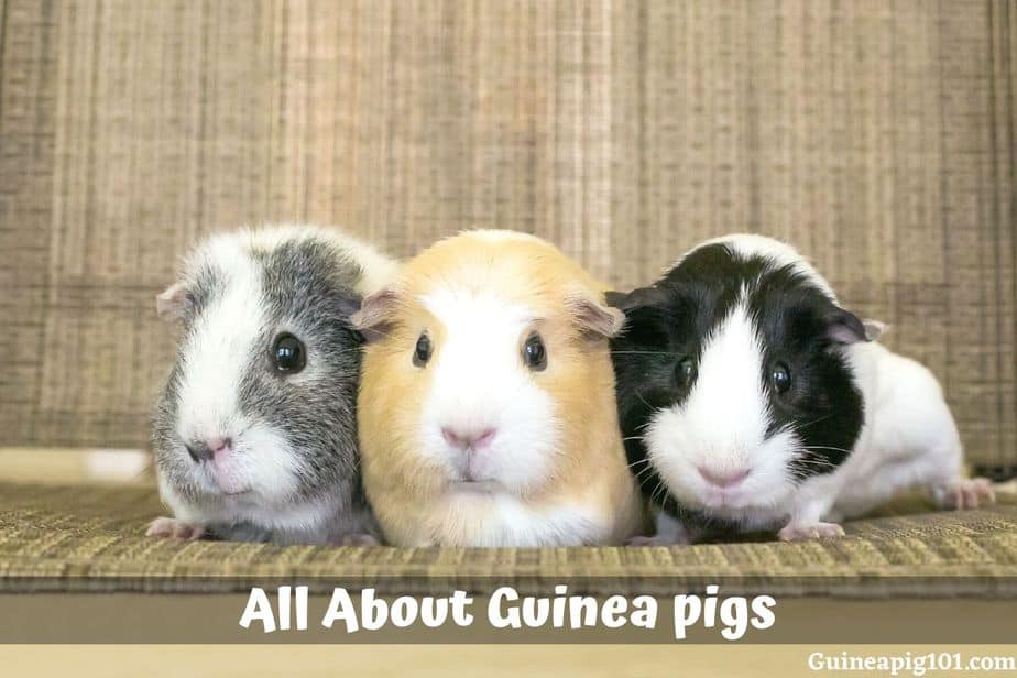 Guinea Pig: Scientific Name, History, Weight, Breed and Much More!