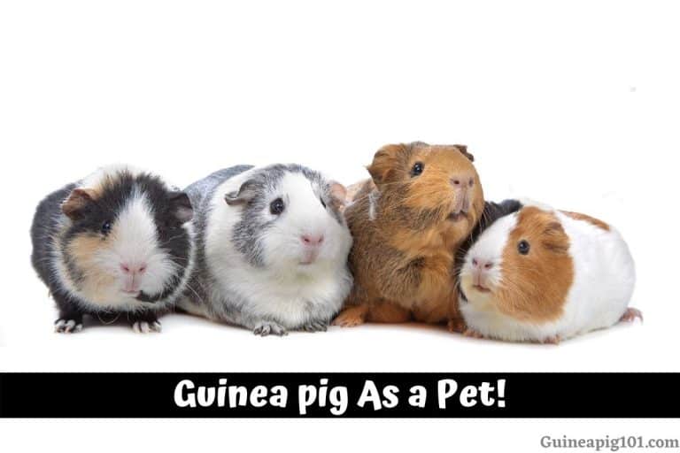 4 Essentials To Consider Before You Get A Guinea Pig As A Pet!