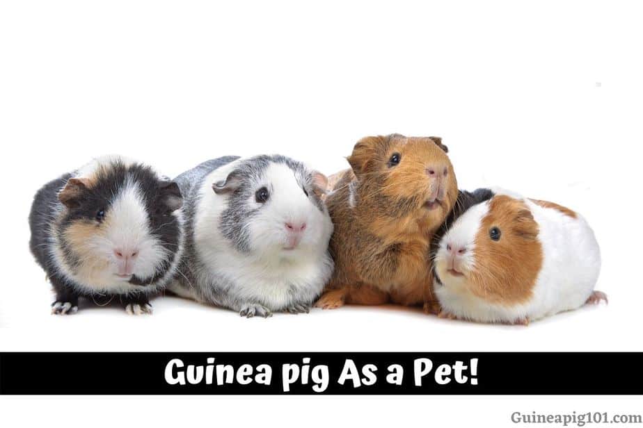 4 Essentials to Consider Before You Get a Guinea Pig as a Pet!