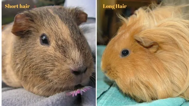 Guinea pig as a pet