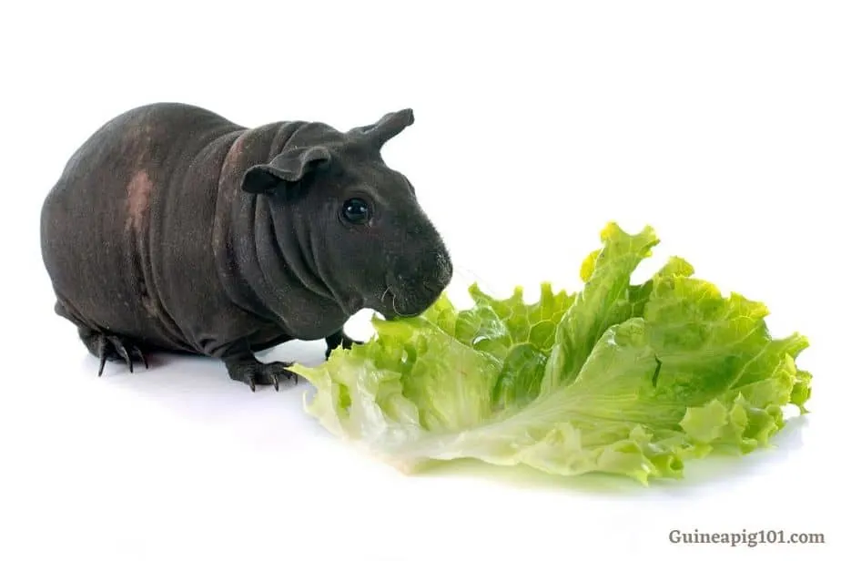 What lettuce can guinea pigs outlet eat