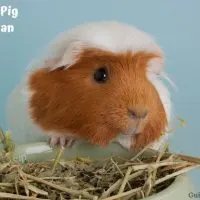 Guinea Pig Diet Plan