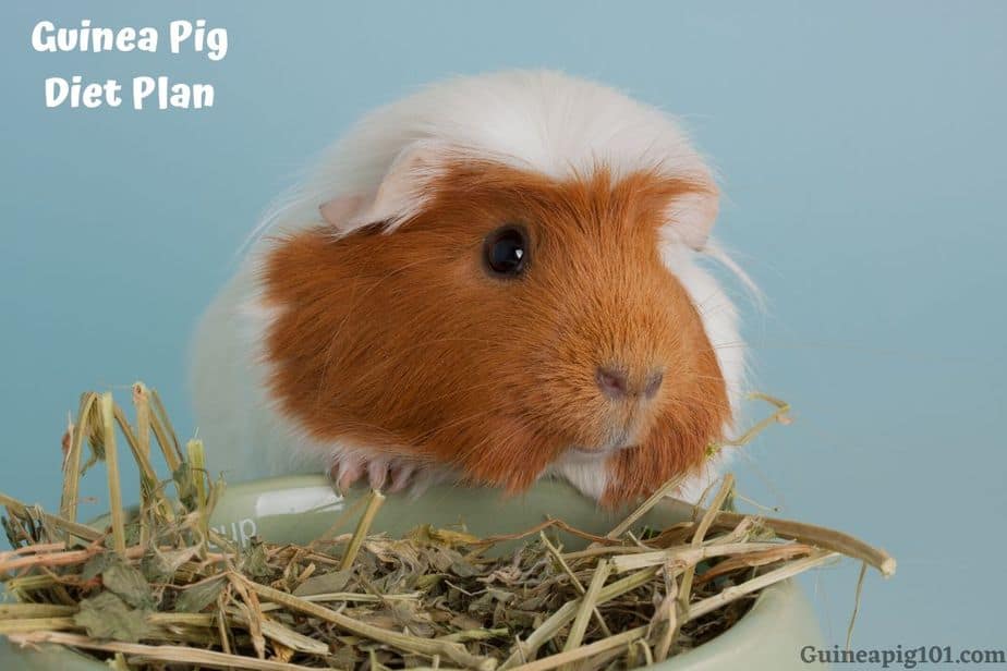 Guinea Pig Diet Plan: A Complete Guide On What Can Guinea Pigs Eat