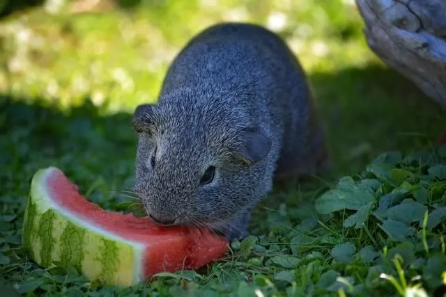 what can guinea pigs eat