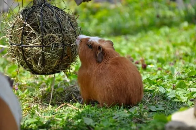 hay for guinea pig