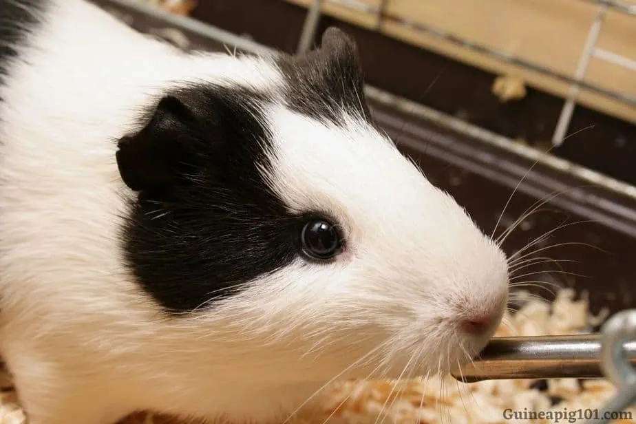 How much water does a guinea pig need?