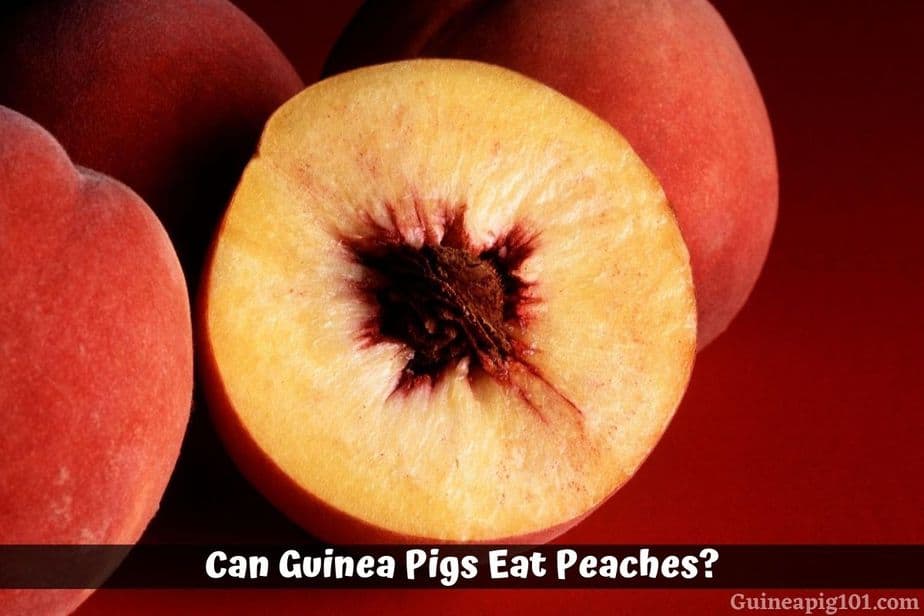 Can Guinea Pigs Eat Peaches? (Serving Size, Risks & More)