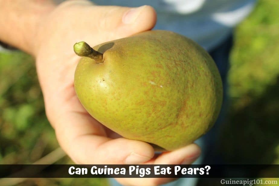 Can Guinea Pigs Eat Pears? (Serving Size, Hazards & More)