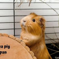 Guinea pig Lifespan