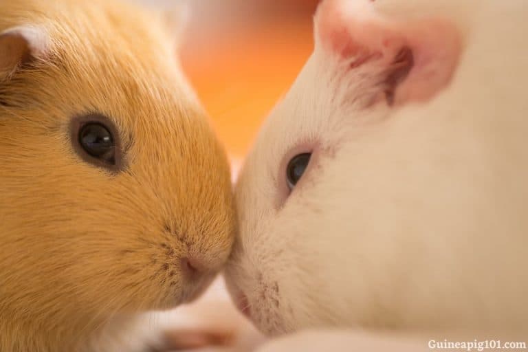 Do Guinea Pigs Smell? (+How To Keep Them OdorFree?)