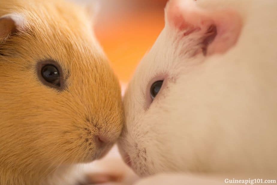 Male vs. Female Guinea pigs