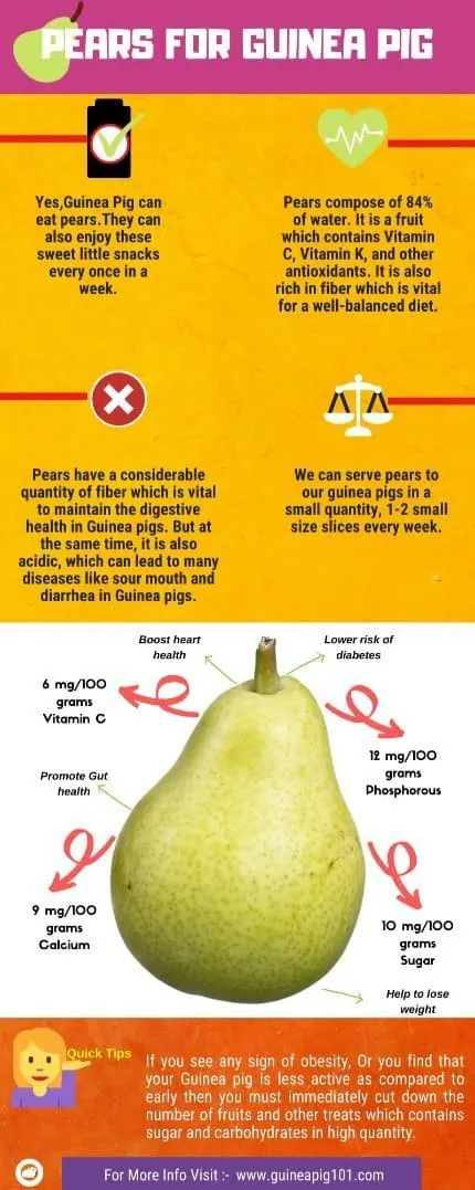 Do guinea 2025 pigs eat pears