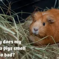 Why does my guinea pigs smell so bad