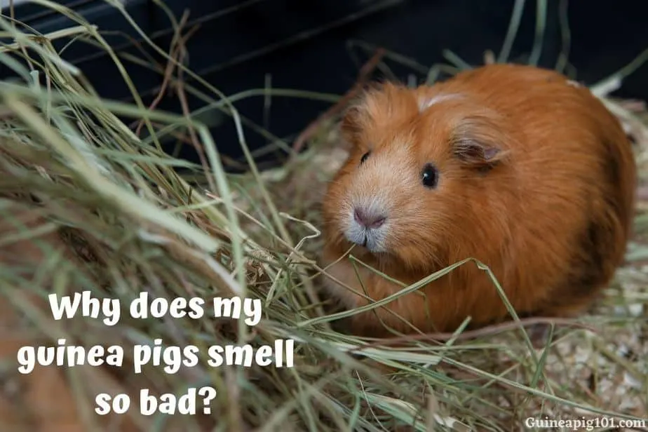 Do Guinea Pigs Smell? (+How To Keep Them Odor-Free?)