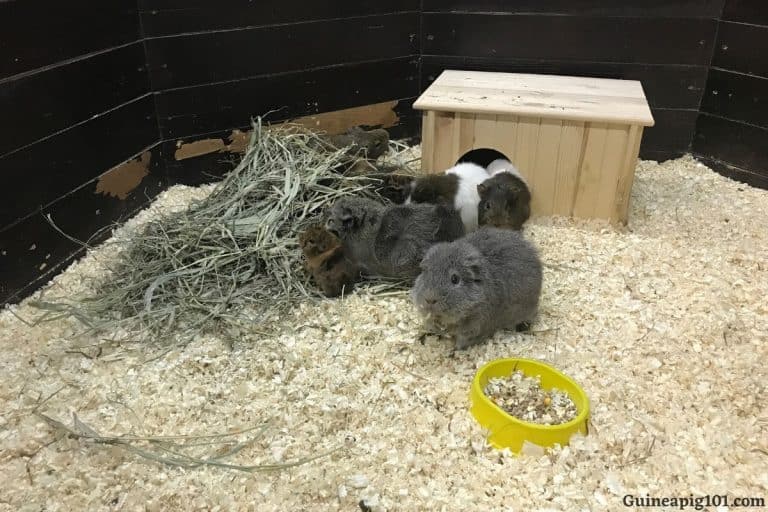 Can Guinea Pigs Have Straw In Their Cage?
