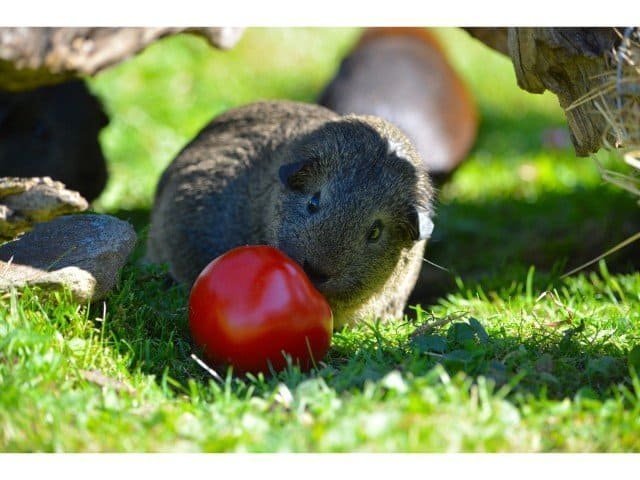 How long do guinea pigs live? What is its Lifespan? How can we improve it