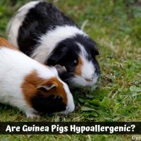 Are Guinea Pigs Hypoallergenic?
