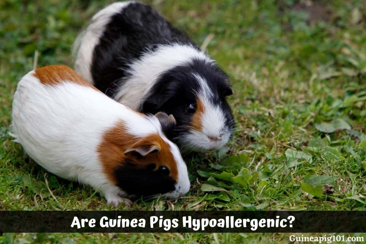 Are Guinea Pigs Hypoallergenic? Tips for Guinea Pig Allergies!