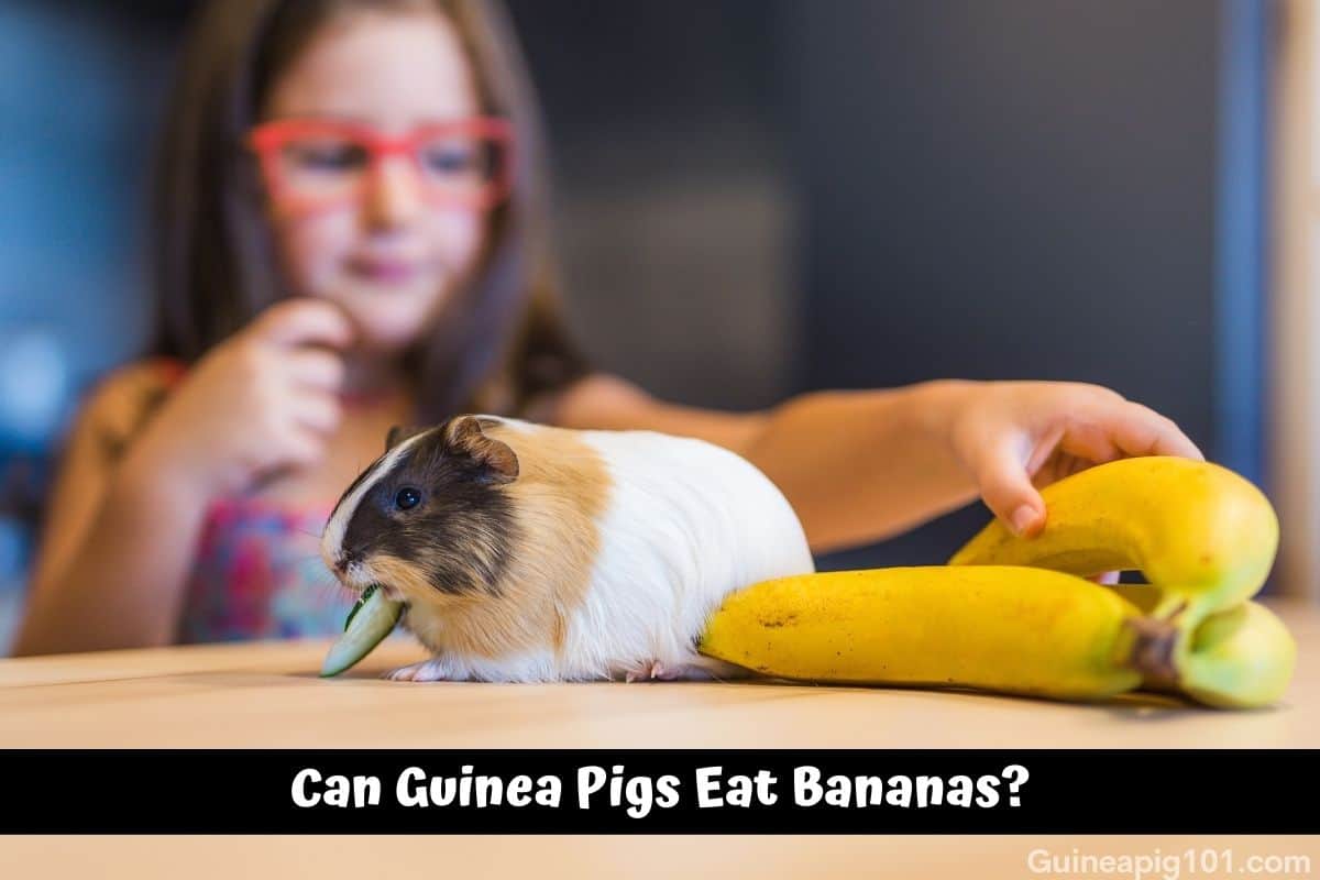 Can Guinea Pigs Eat Bananas? (Serving Size, Benefits, Risks & More)