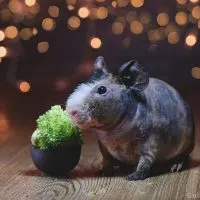 Can Guinea pigs eat broccoli?