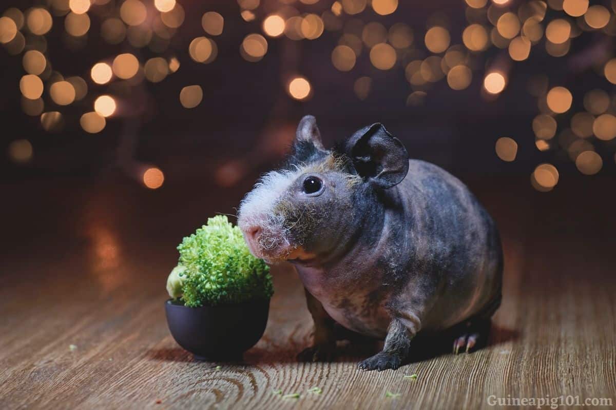 Can Guinea Pigs Eat Broccoli? (Serving Size, Benefits, Risks & More)