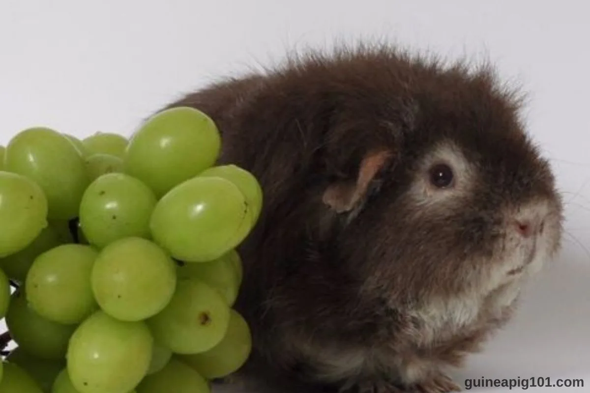 Can i feed shop my guinea pig grapes