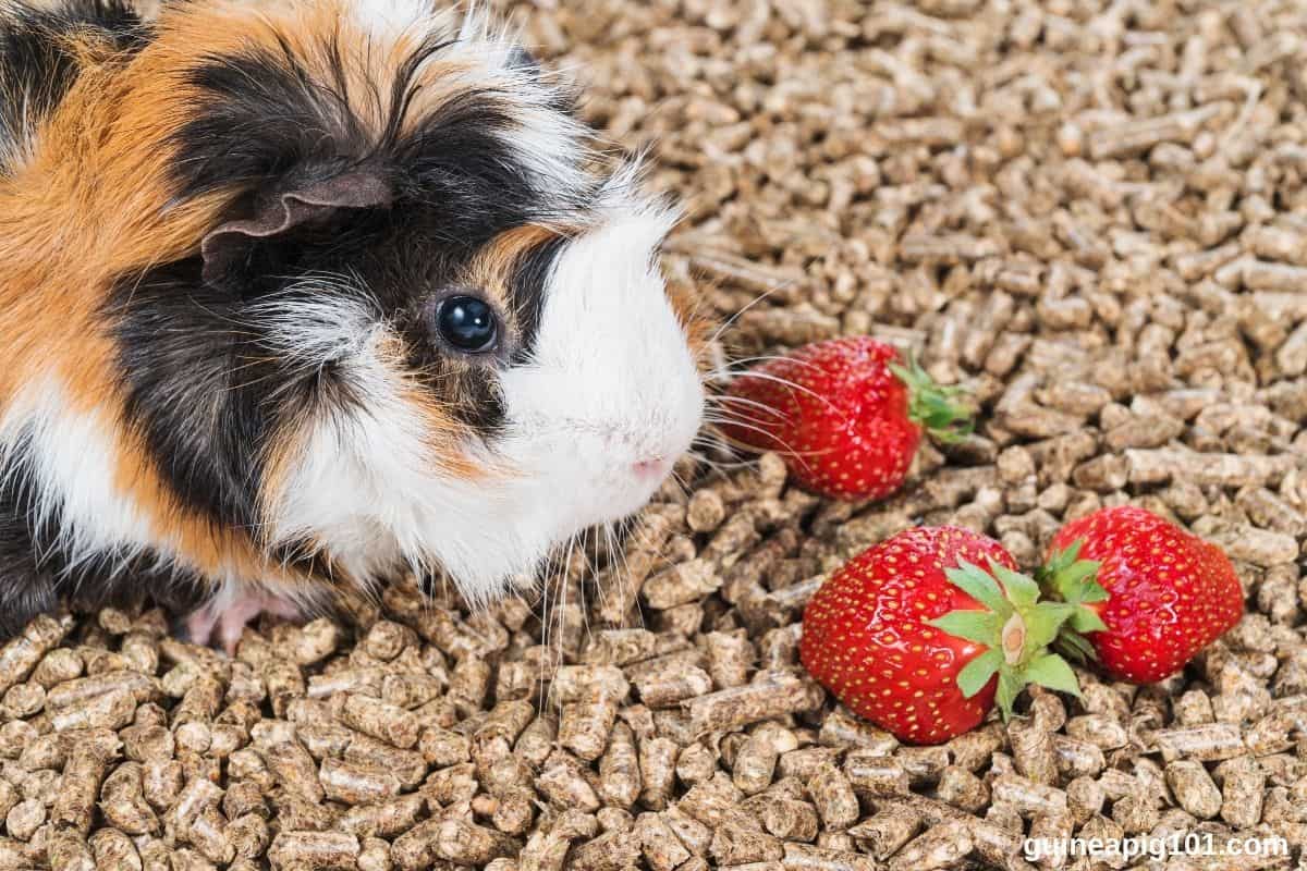 Can Guinea Pigs Eat Strawberries? (Serving Size, Benefits, Risks & More)