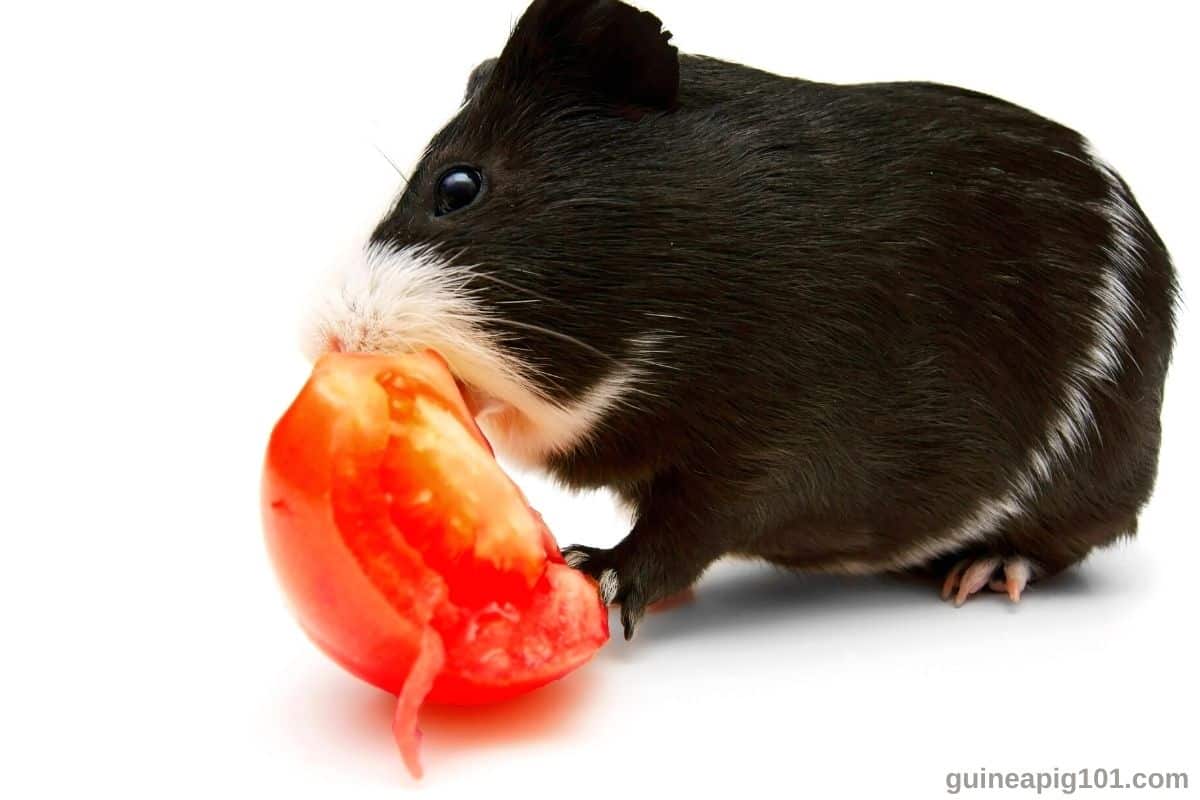 Can Guinea Pigs Eat Tomatoes? (Serving Size, Benefits, Risks & More)
