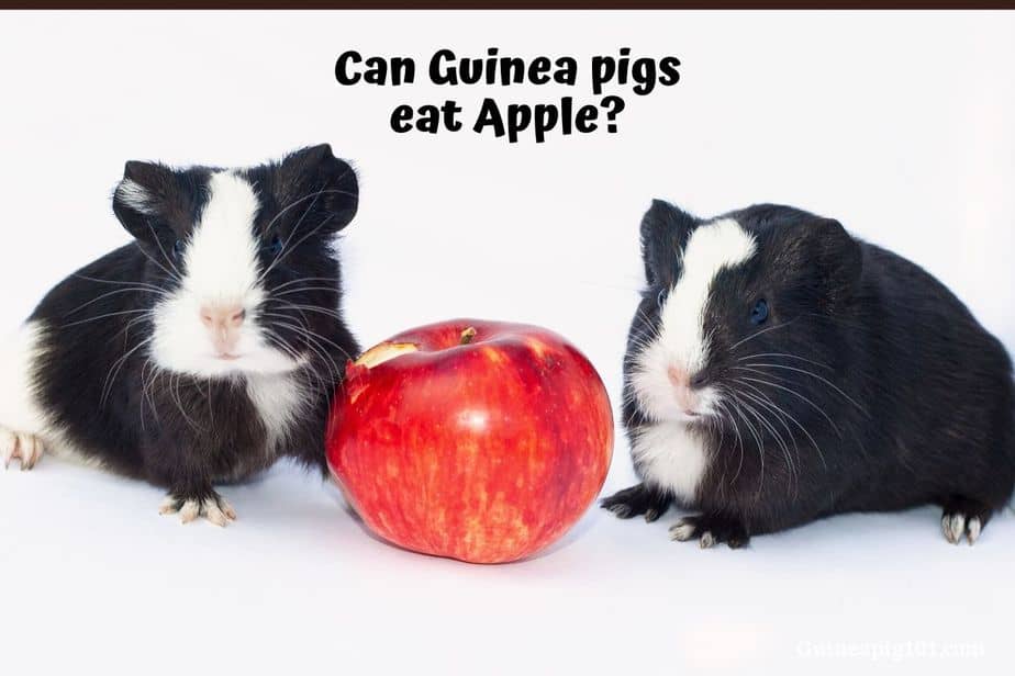 Can Guinea Pigs Eat Apples? (Serving Size, Hazards & More)