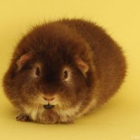 Can Guinea pigs eat Blueberries_ (Serving Size, Benefits & Hazards)
