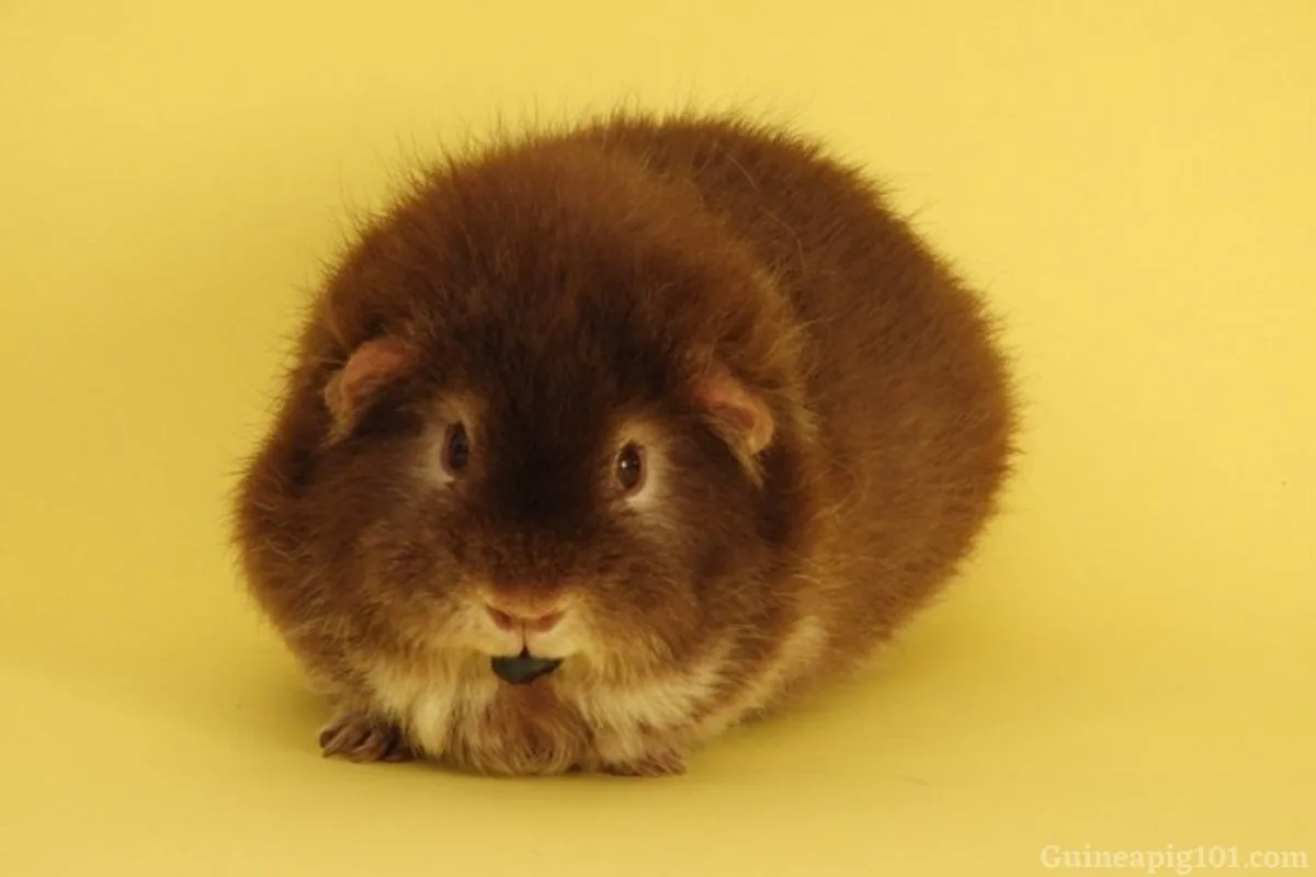 Guinea hotsell pigs blueberries