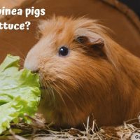 Can Guinea pigs eat Lettuce