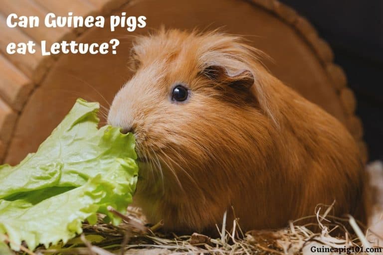 Can Guinea Pigs Eat Lettuce? (Which Variety, How Much & More)