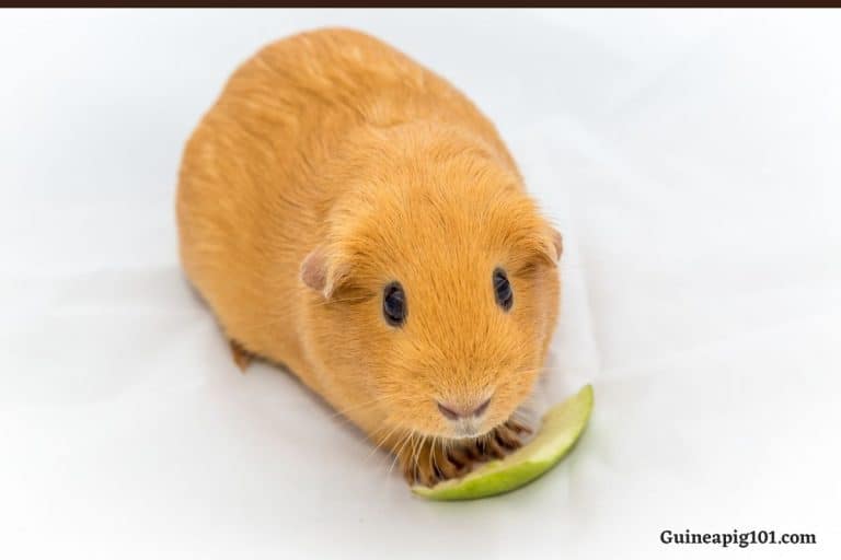 Can Guinea Pigs Eat Apples? (Serving Size, Hazards & More)