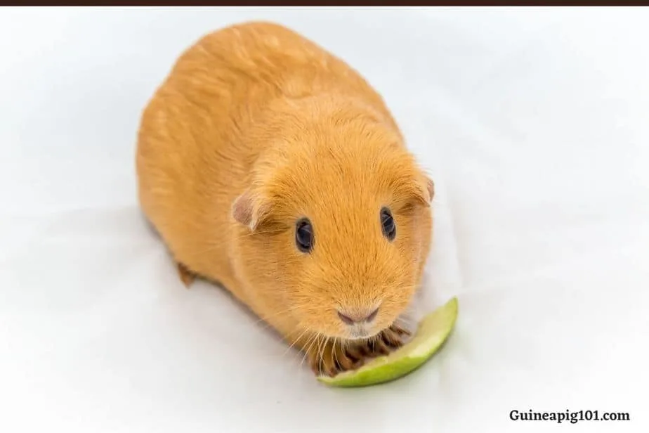 Can guinea pigs eat green outlet apples