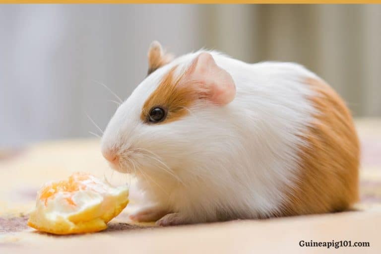 How Good Is Guinea Pigs Sense Of Smell?