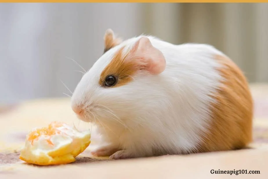 Feeding guinea pigs store oranges