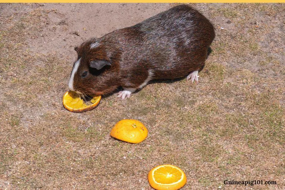 guinea pig eating orange