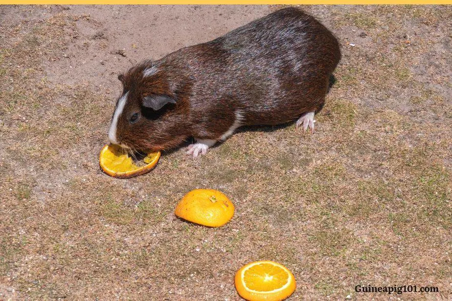 Do guinea pigs eat oranges sale