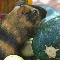 Can Guinea pigs eat zucchini