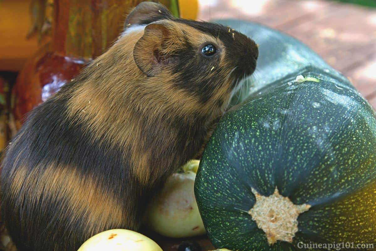 Can Guinea Pigs Eat Zucchini? (Serving Size, Benefits, Risks & More)