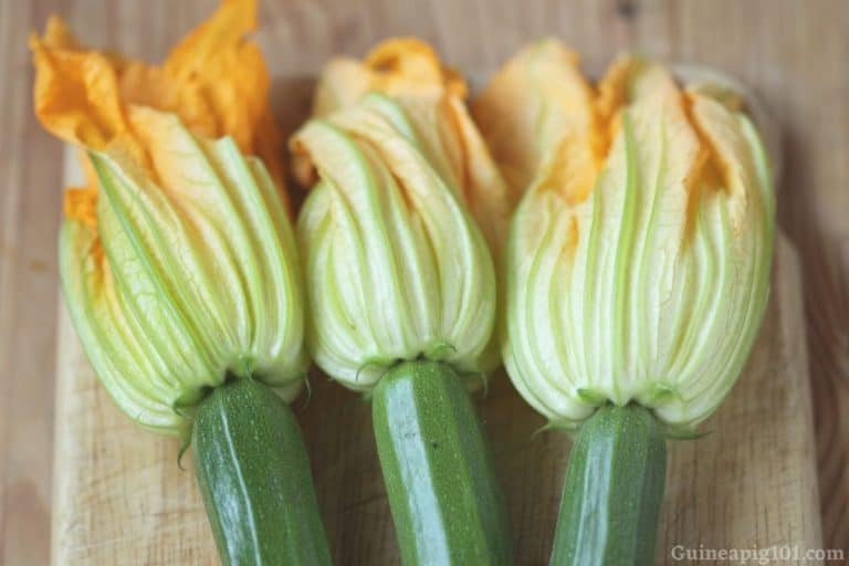 Can Guinea Pigs Eat Zucchini? (Serving Size, Benefits, Risks & More)