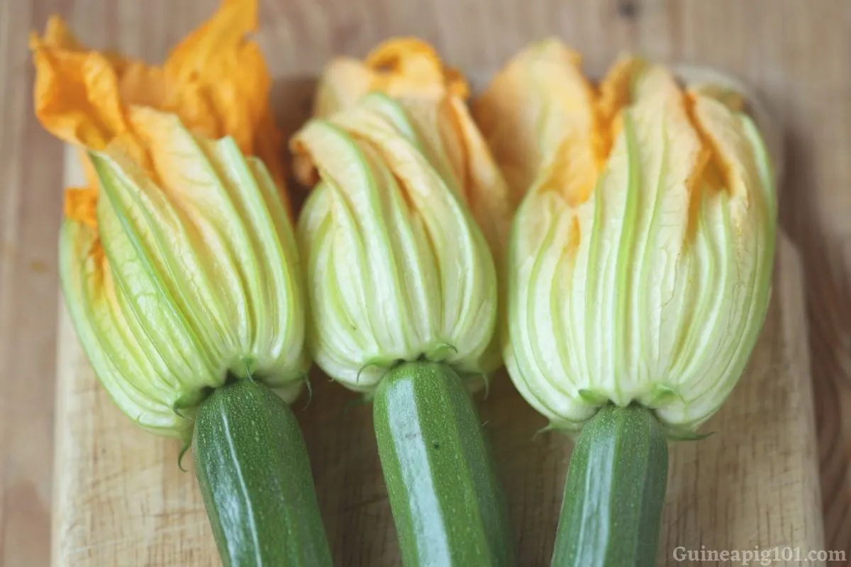 Can guinea pigs eat courgette flowers