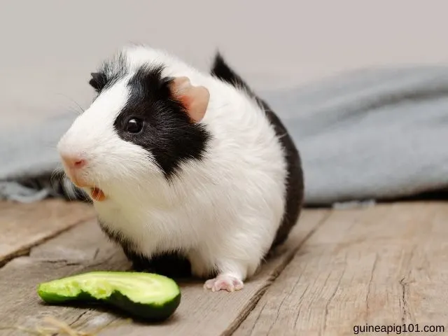 Can guinea pigs eat cucumber peels
