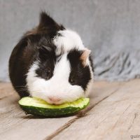 Can guinea pigs eat cucumber