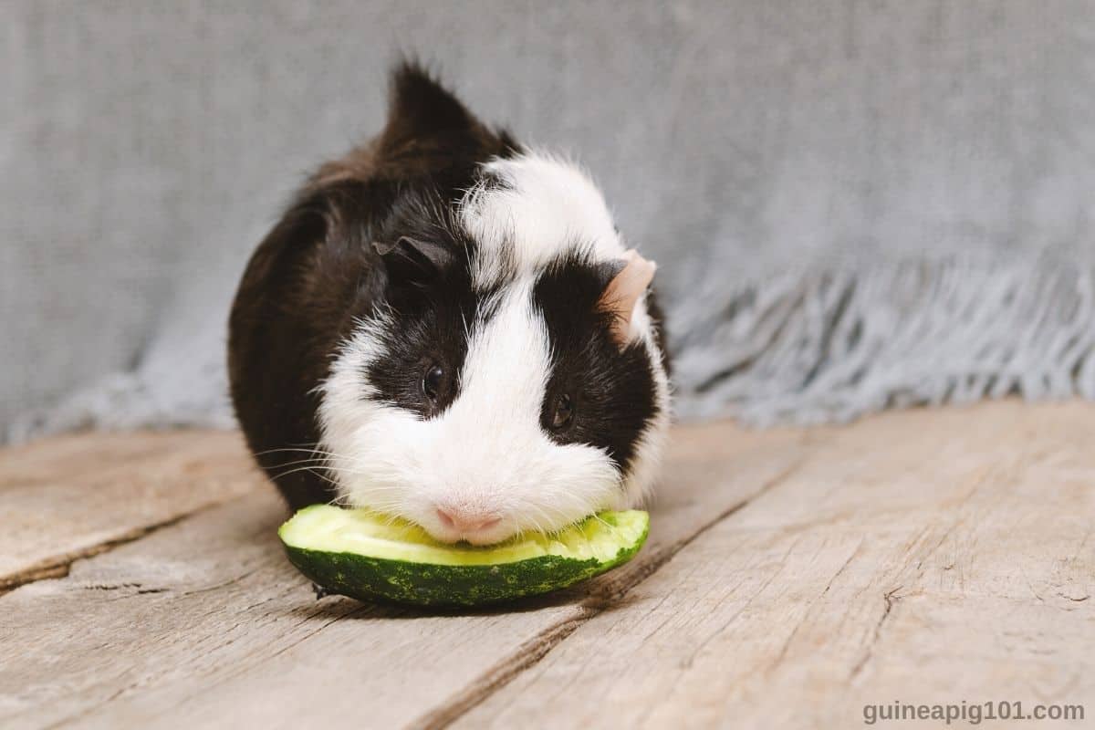 Can Guinea Pigs Eat Cucumber? (Serving Size, Benefits, Risks & More)