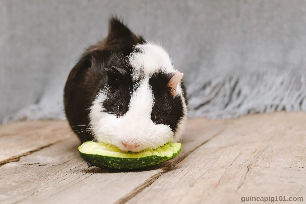 Can i feed on sale my guinea pig cucumber