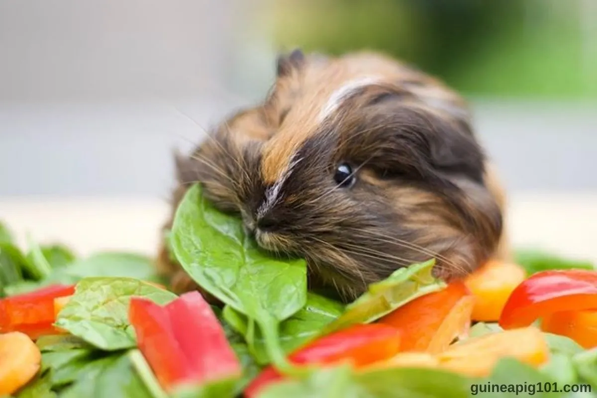 Can guinea pigs eat spinach
