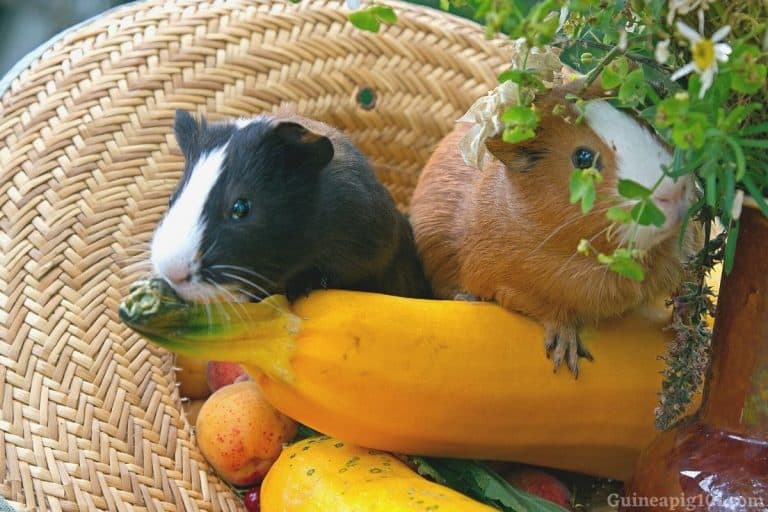 Can Guinea Pigs Eat Zucchini? (Serving Size, Benefits, Risks & More)