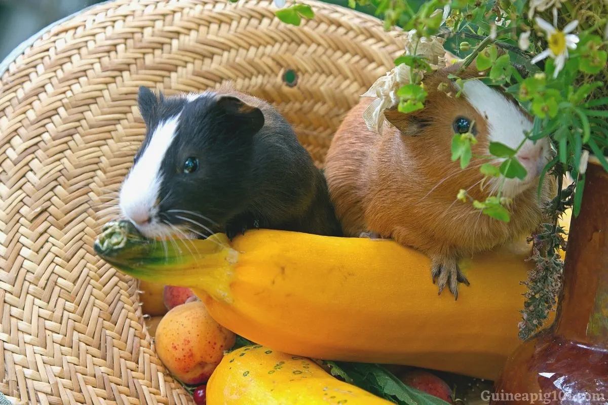 Can guinea pigs eat yellow courgette_